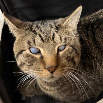 Homer -  Domestic Short Hair Cat for Adoption in Allentown, Pennsylvania - Homer | PetCurious