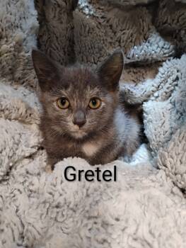 Rescue Domestic Short Hair Cats for Adoption in Oak Park, Michigan - Gretel | PetCurious