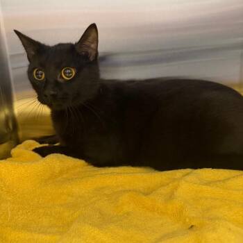 Domestic Short Hair Cats Available for Adoption in Morganton, North Carolina - Aphrodite | PetCurious