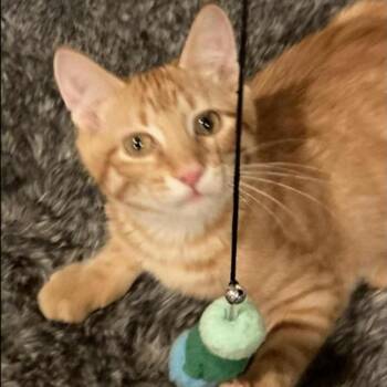 Rescue Domestic Short Hair Cats for Adoption in Warr Acres, Oklahoma - Kevin | PetCurious