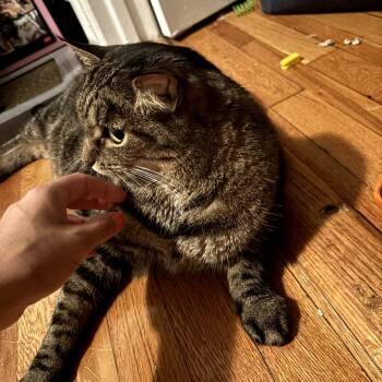 Sugar -  Domestic Short Hair Cat for Adoption in New York, New York - Sugar | PetCurious