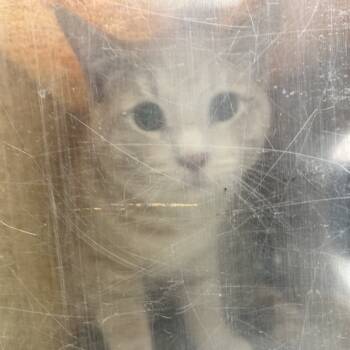 Rescue Domestic Short Hair Cats for Adoption in Philadelphia, Pennsylvania - Khat | PetCurious