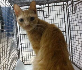 Domestic Short Hair Cats Available for Adoption - MS. PURRINGTON | PetCurious