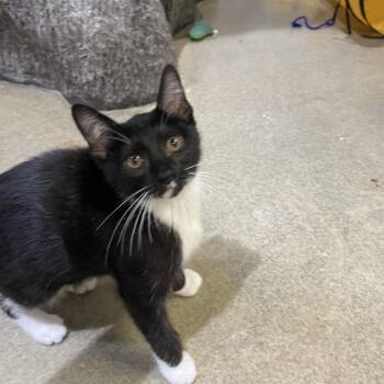 Dalmatian -  Domestic Short Hair Cat for Adoption in Nashville, Tennessee - Dalmatian | PetCurious