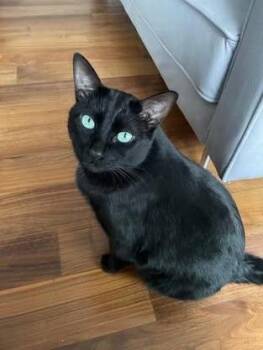 Rescue Domestic Short Hair Cats for Adoption in Mississauga, Ontario - Milo | PetCurious