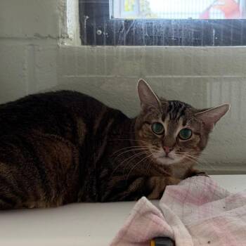 Domestic Short Hair Cats Available for Adoption in Salt Lake City, Utah - Lily | PetCurious