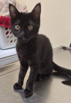 Domestic Short Hair Cats Available for Adoption in Christiansburg, Virginia - Loani *yellow Collar* | PetCurious