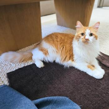 Rescue Domestic Long Hair Cats for Adoption in Chicago, Illinois - Honey | PetCurious