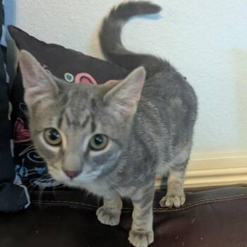 Finn -  Domestic Medium Hair Cat for Adoption in Las Vegas, Nevada - Finn | PetCurious