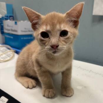 Domestic Short Hair Cats Available for Adoption in Greensboro, North Carolina - Rizzy | PetCurious