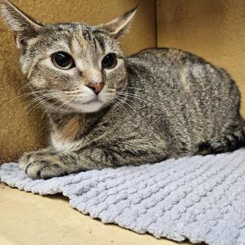 Domestic Short Hair Cats Available for Adoption in Pickering, Ontario - House | PetCurious