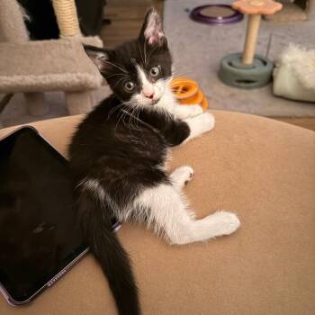 Domestic Short Hair Cats Available for Adoption in Harrisonburg, Virginia - Leighton | PetCurious