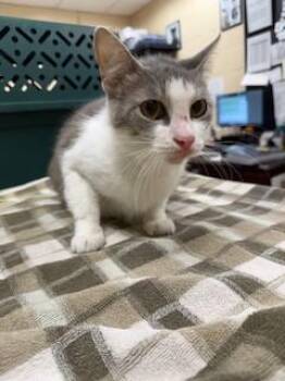 ADRIANNE -  Domestic Short Hair Cat for Adoption in Aliquippa, Pennsylvania - ADRIANNE | PetCurious