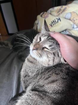 Domestic Short Hair Cats Available for Adoption - Tortellini | PetCurious