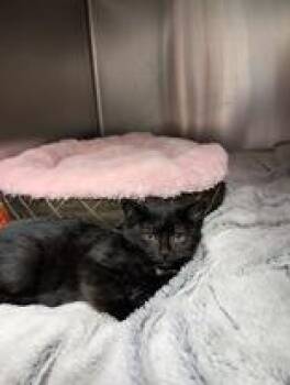 Bertha -  Domestic Short Hair Cat for Adoption in Whitby, Ontario - Bertha | PetCurious