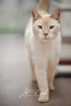 Siamese and Domestic Short Hair Cats Available for Adoption - Aspen | PetCurious