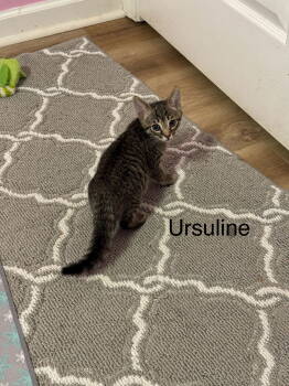 Rescue Tabby and Domestic Short Hair Cats for Adoption in Buford, Georgia - Ursuline | PetCurious