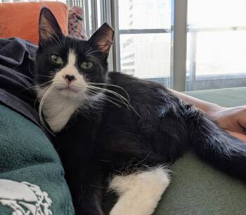 Domestic Short Hair Cats Available for Adoption - Romy | PetCurious