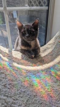 Estrella -  Domestic Short Hair Cat for Adoption in Burnaby, British Columbia - Estrella | PetCurious