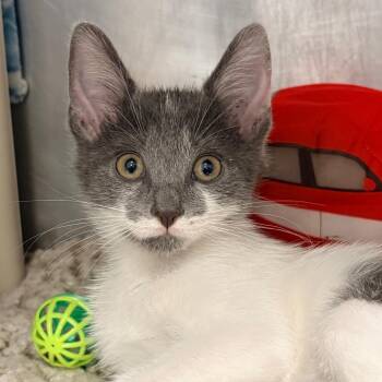 Morty -  Domestic Short Hair Cat for Adoption in West Palm Beach, Florida - Morty | PetCurious