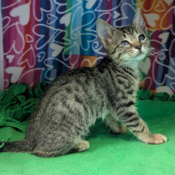 Mozzarella -  Domestic Short Hair Cat for Adoption - Mozzarella | PetCurious