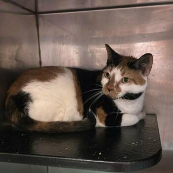 Poppy -  Domestic Short Hair Cat for Adoption in South Riding, Virginia - Poppy | PetCurious