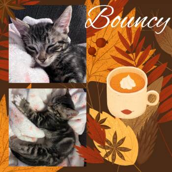 Bouncy -  Tabby Cat for Adoption in Pasco, Washington - Bouncy | PetCurious