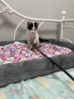 Rescue Domestic Short Hair Cats for Adoption in Holmdel, New Jersey - Dot | PetCurious