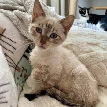 Starling -  Siamese Cat for Adoption in Herrin, Illinois - Starling | PetCurious