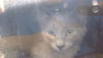 Rescue Domestic Short Hair Cats for Adoption in Dallas, Texas - FRIDAY | PetCurious