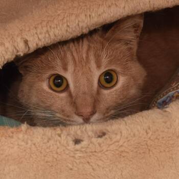 Dusty -  Domestic Short Hair Cat for Adoption in Portland, Oregon - Dusty | PetCurious