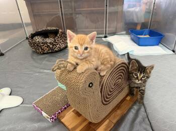 Tabby and Domestic Short Hair Cats Available for Adoption - Sugarplumm | PetCurious
