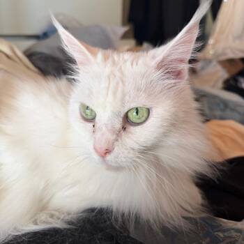 Persian and Turkish Van Cats Available for Adoption in Ramona, California - Jasmine | PetCurious
