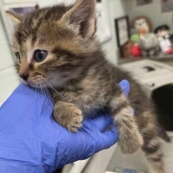 Cloud -  Domestic Short Hair Cat for Adoption in Chattanooga, Tennessee - Cloud | PetCurious