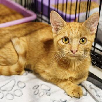 Rescue Tabby Cats for Adoption in Lampasas, Texas - Traeger | PetCurious