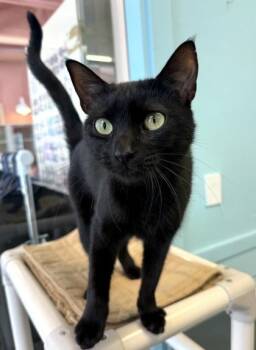 BONNIE -  Domestic Short Hair Cat for Adoption in Fernandina Beach, Florida - BONNIE | PetCurious