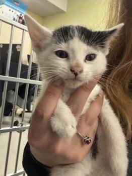 Domestic Short Hair Cats Available for Adoption in Sacramento, California - Derek Morgan  | PetCurious