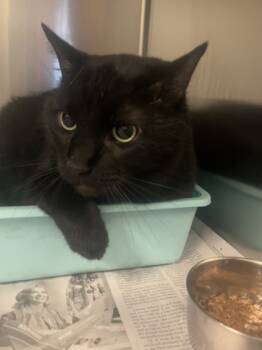 Rescue Domestic Short Hair Cats for Adoption in Fort Worth, Texas - Darren | PetCurious