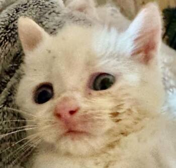 Marie -  Domestic Short Hair Cat for Adoption in Franklin, West Virginia - Marie | PetCurious