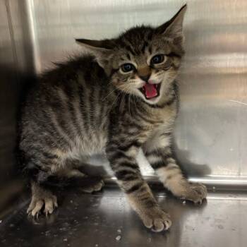 Doodle -  Domestic Short Hair Cat for Adoption in Ottawa, Kansas - Doodle | PetCurious