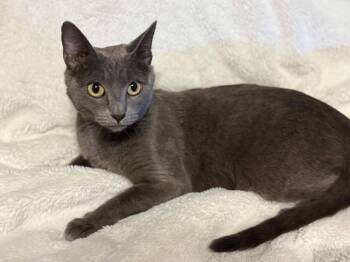Aurora 3 -  Domestic Short Hair Cat Available for Adoption in Tucson, Arizona - Aurora 3 | PetCurious