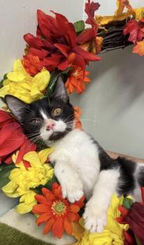 Minnie -  Domestic Short Hair Cat for Adoption in Picayune, Mississippi - Minnie | PetCurious