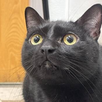 Domestic Short Hair Cats Available for Adoption in Philadelphia, Pennsylvania - Junior | PetCurious