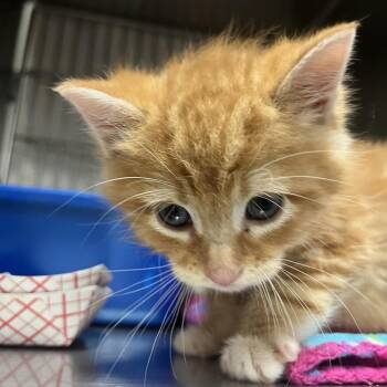French Fry -  Domestic Short Hair Cat for Adoption in Idaho Falls, Idaho - French Fry | PetCurious