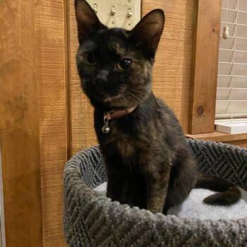 Domestic Short Hair Cats Available for Adoption in Roanoke, Virginia - Pickles | PetCurious