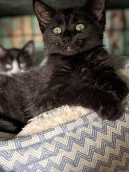 Doc -  Domestic Medium Hair Cat for Adoption in Tilton, Illinois - Doc | PetCurious