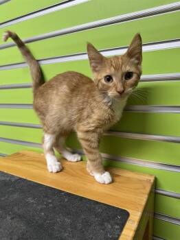 PETER PAN -  Domestic Short Hair Cat for Adoption in St. Peters, Missouri - PETER PAN | PetCurious