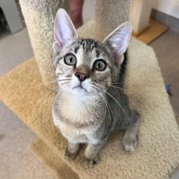 Tony -  Domestic Short Hair Cat for Adoption in Sarasota, Florida - Tony | PetCurious