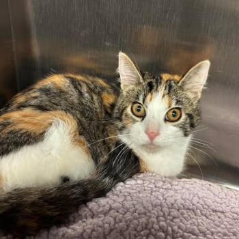 Kylie -  Domestic Medium Hair Cat for Adoption in Los Angeles, California - Kylie | PetCurious