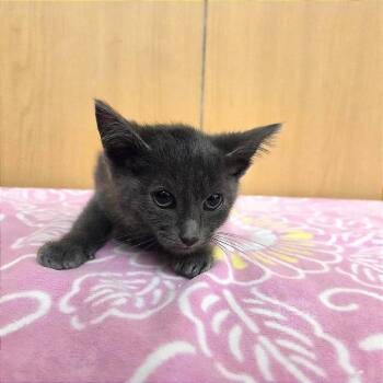 Shayde -  Domestic Short Hair Cat for Adoption in Brentwood, Missouri - Shayde | PetCurious